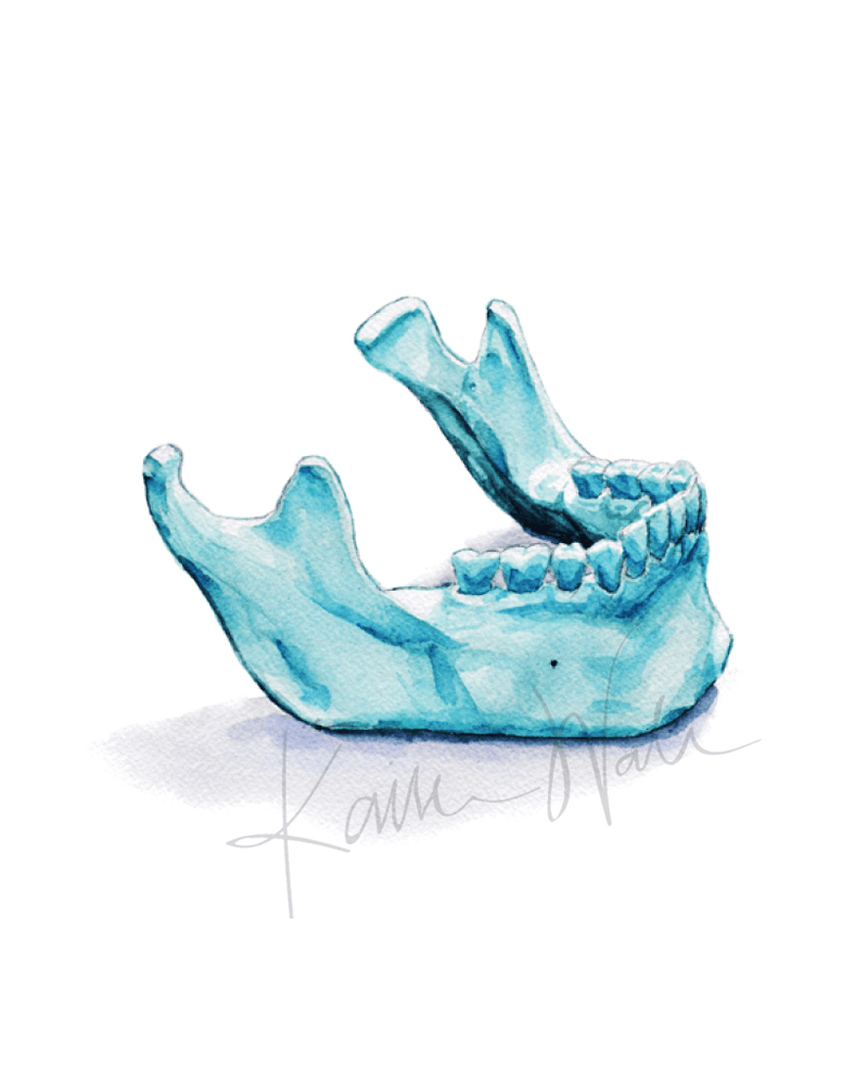 Unframed Lateral Mandible Print Watercolor- git for dentist - gift for doctor - bone art - skull art