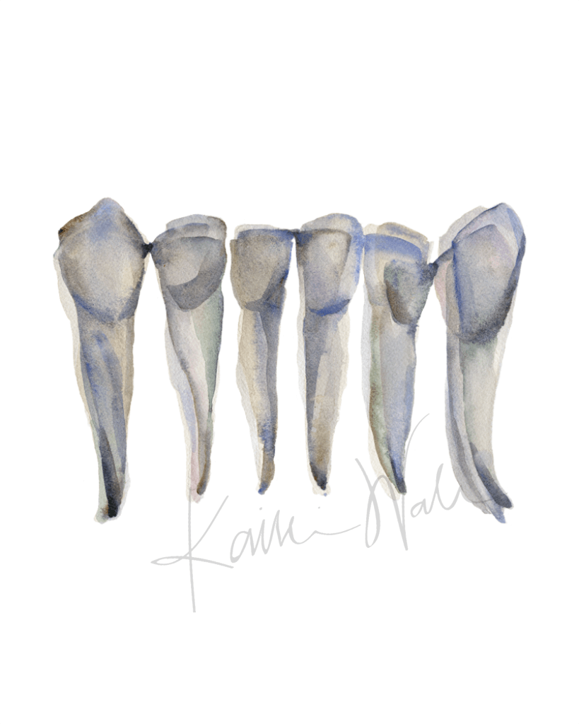 Mandibular Incisors Print Watercolor