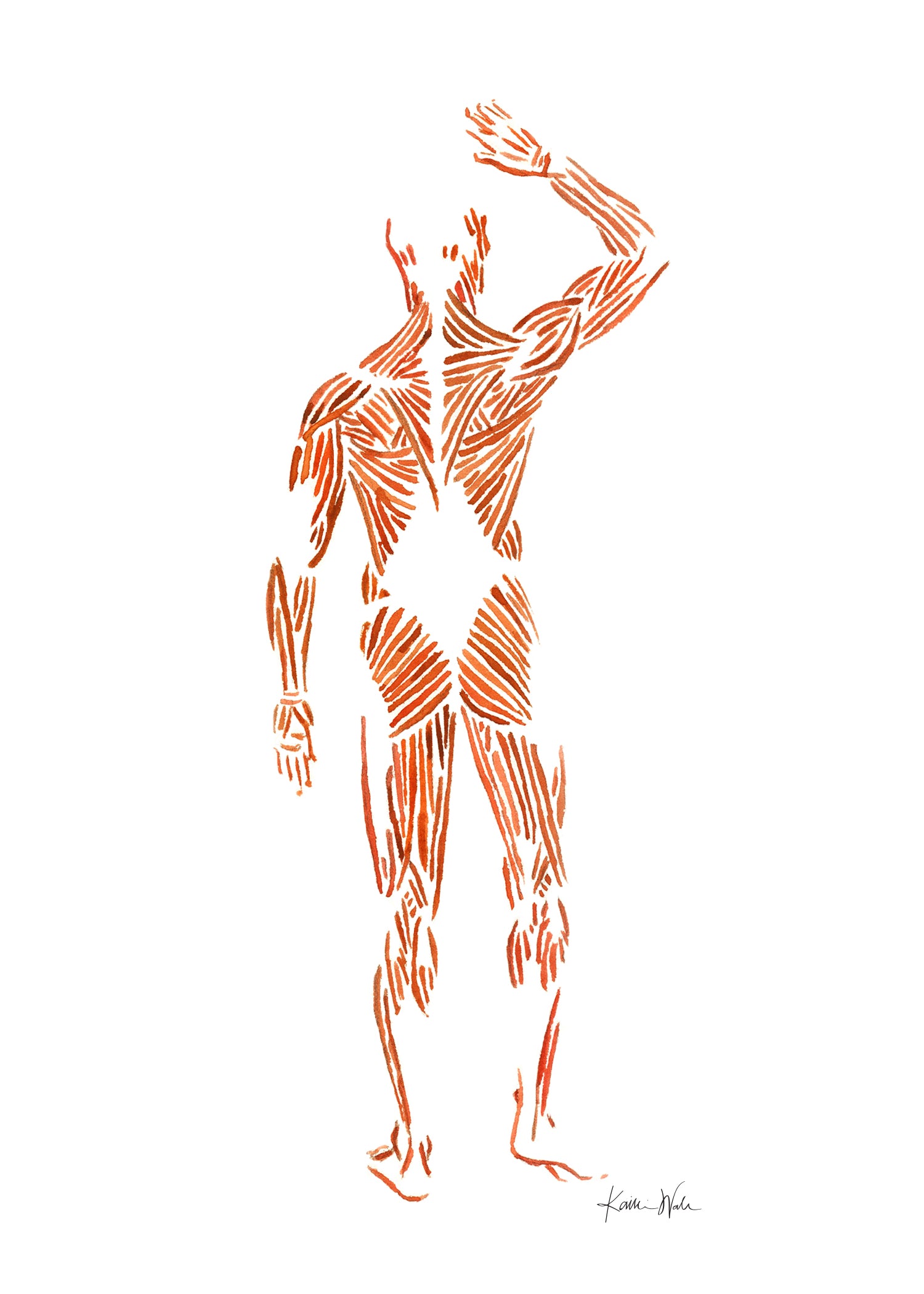 Muscular System Watercolor Print
