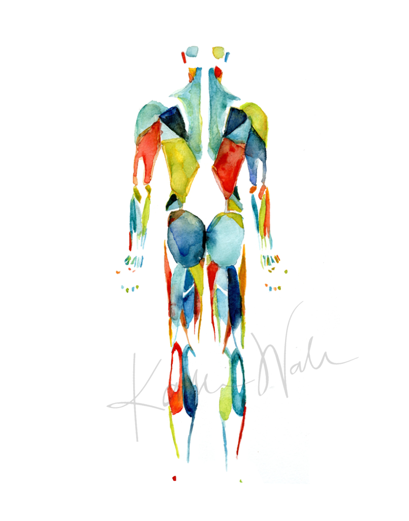 Muscular System In Red Green And Blue Print Watercolor