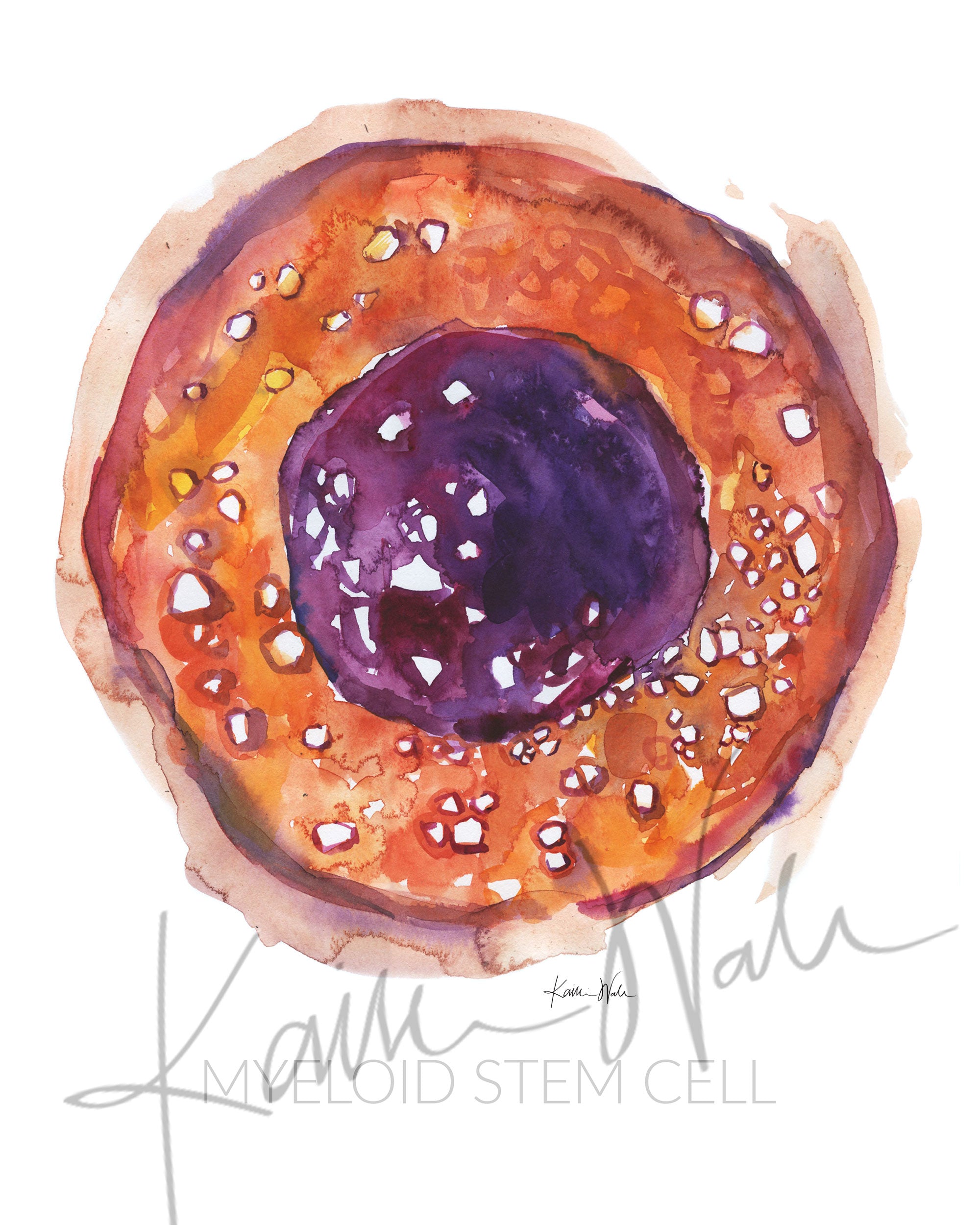 Unframed watercolor painting of Myeloid Stem Cell.