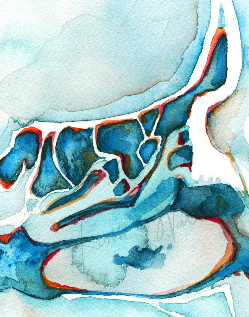 Sagittal Sinuses Print Watercolor