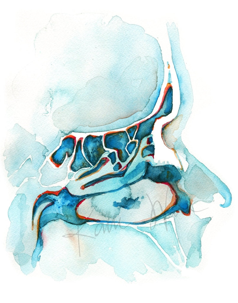 Sagittal Sinuses Print Watercolor