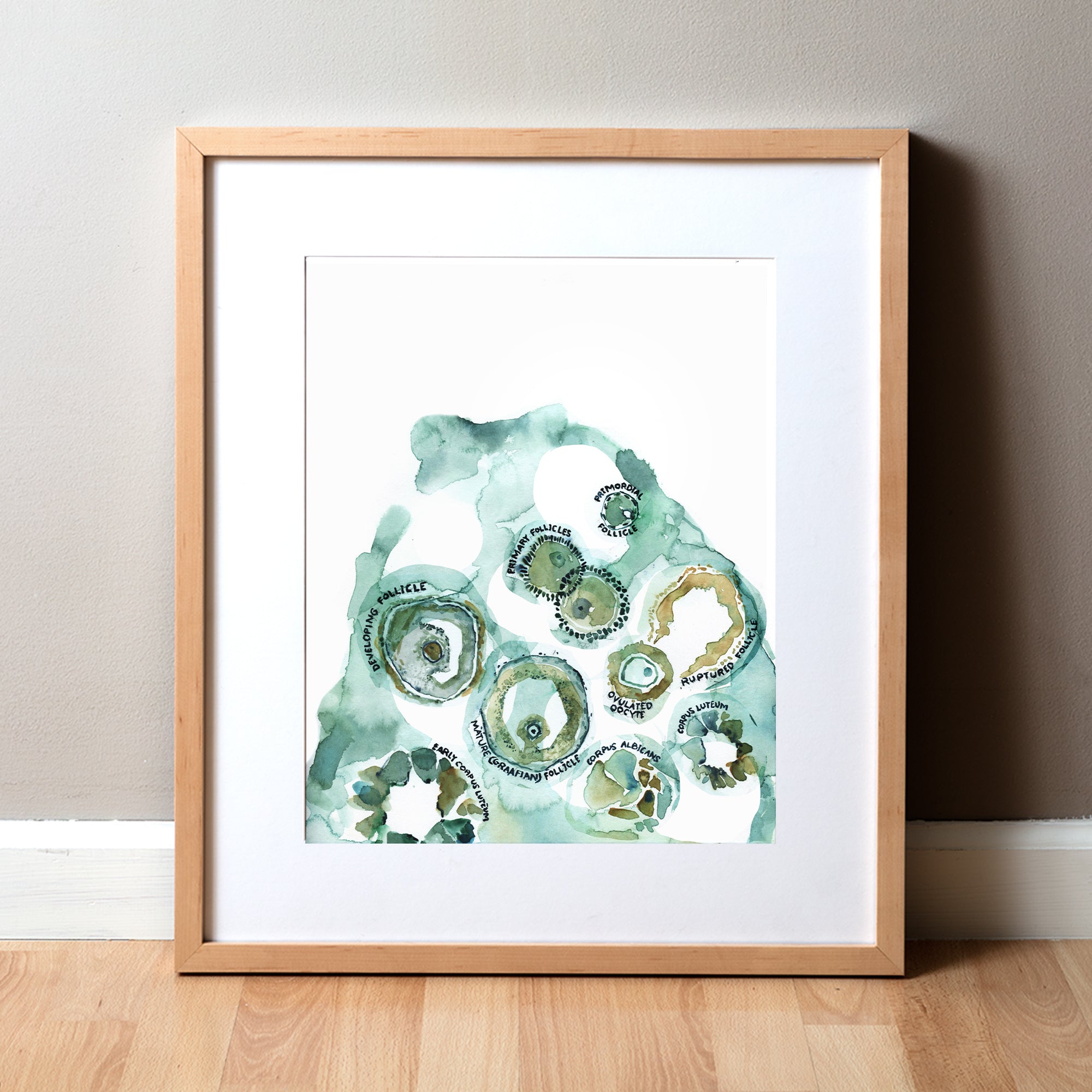 Framed watercolor painting of an ovulation cycle