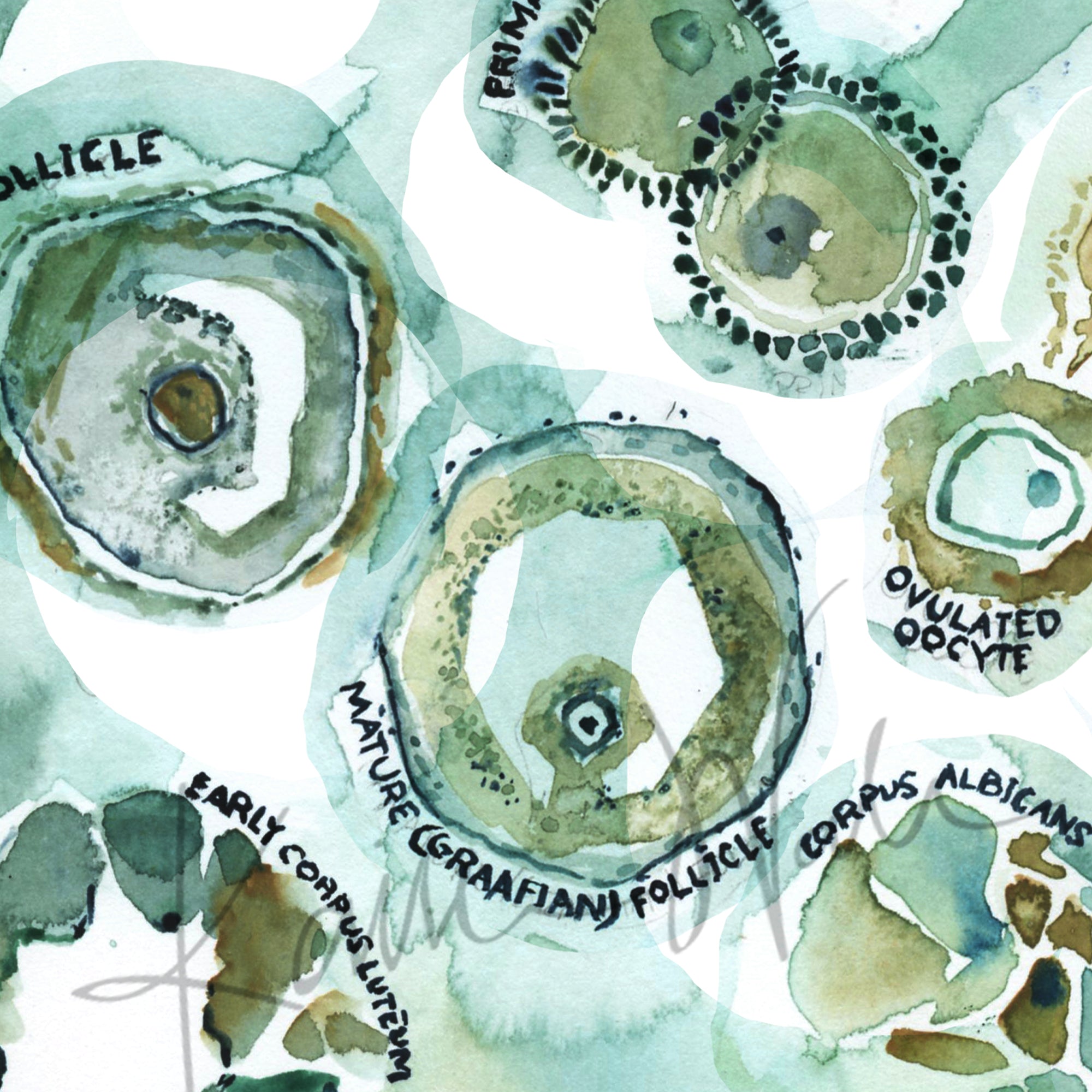Zoomed in view of a watercolor painting of an ovulation cycle