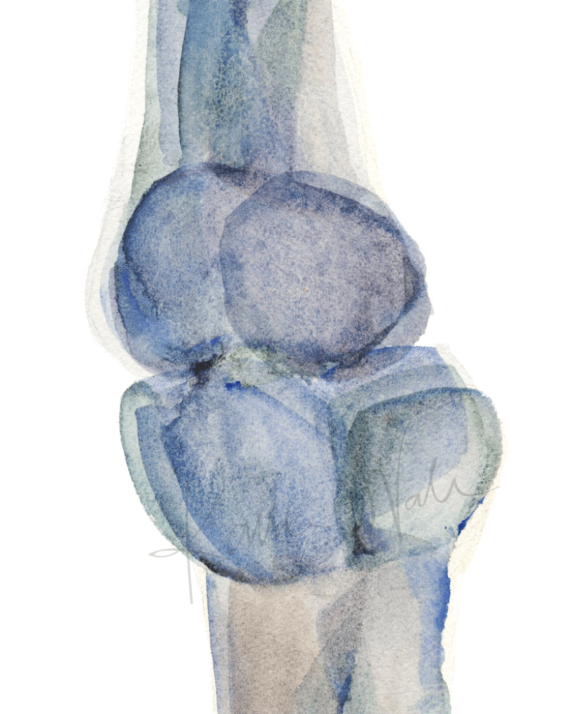 Third Molar Occlusion Watercolor Print