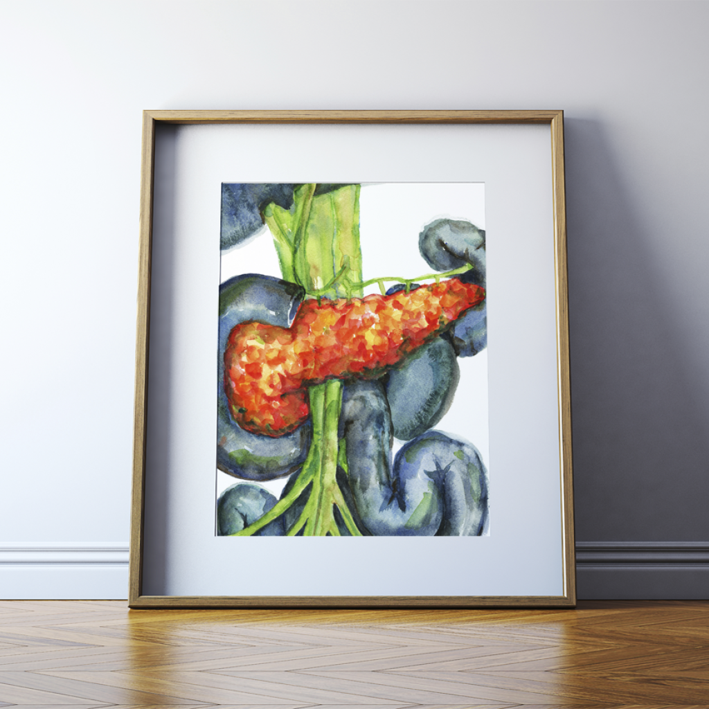 Pancreas In Red Print Watercolor