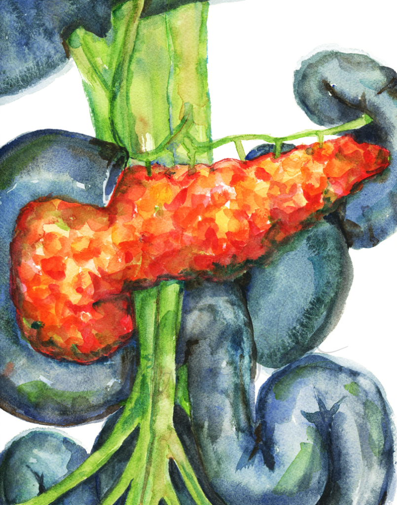 Pancreas In Red Print Watercolor