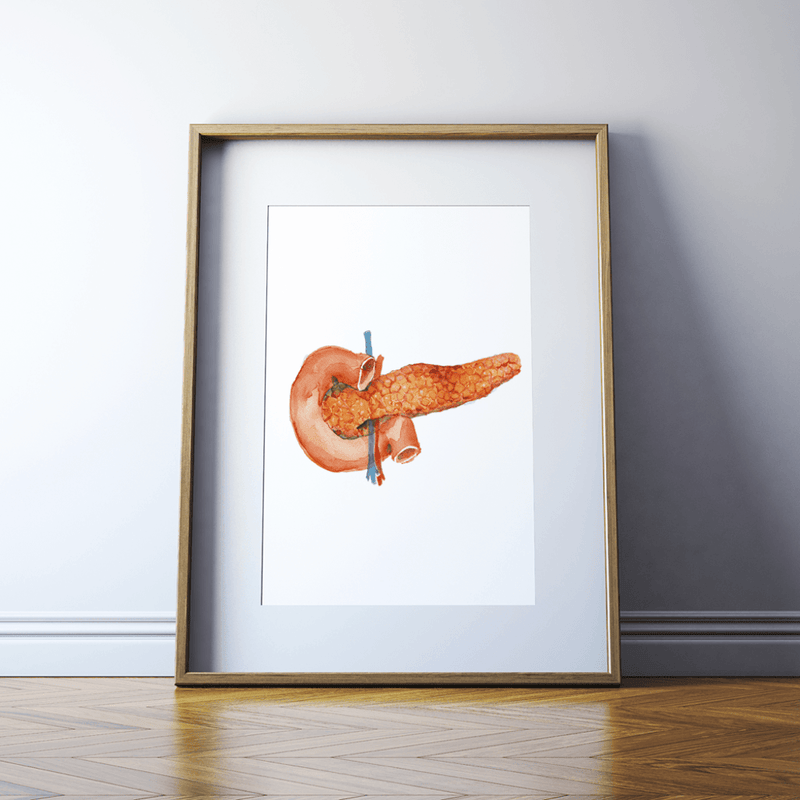 Anatomical Pancreas Print Watercolor, art for diabetic person