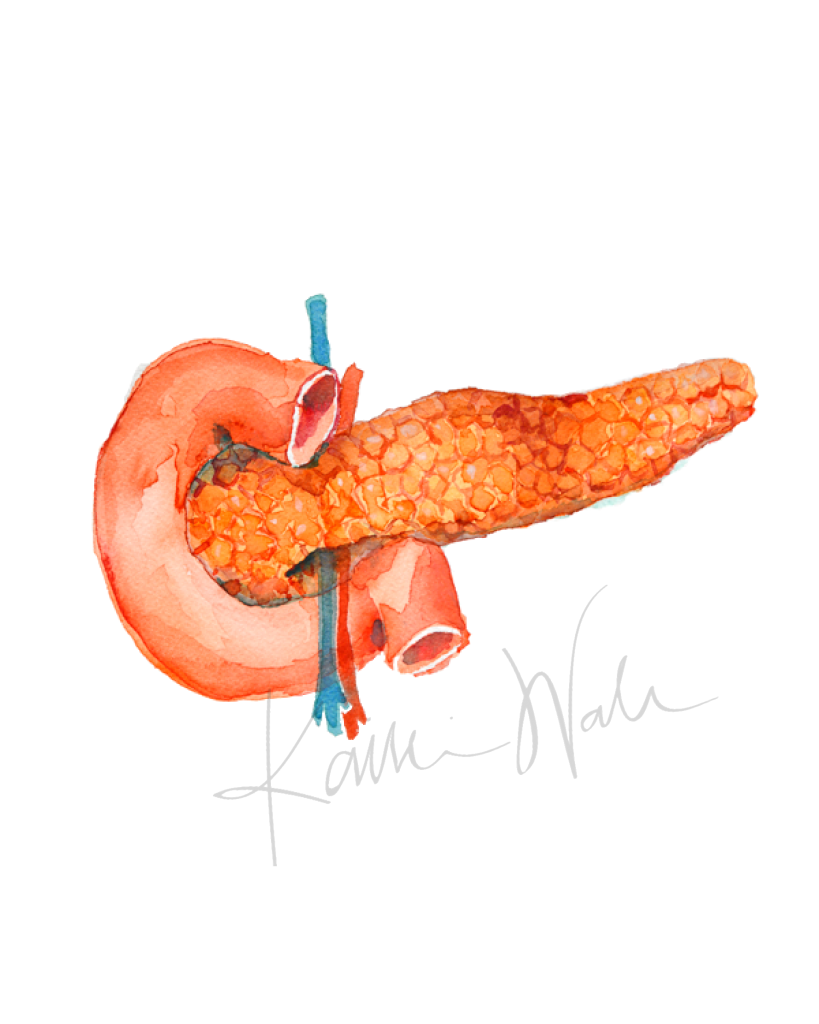 Anatomical Pancreas Print Watercolor