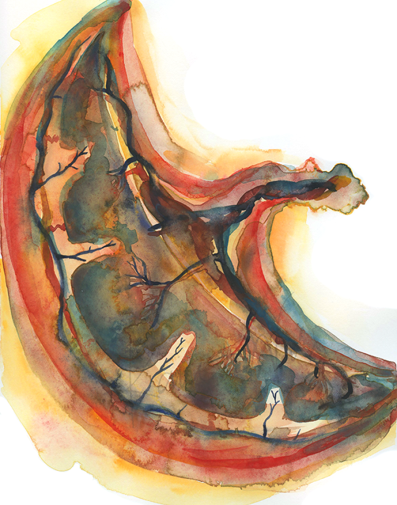 Placenta Watercolor Print