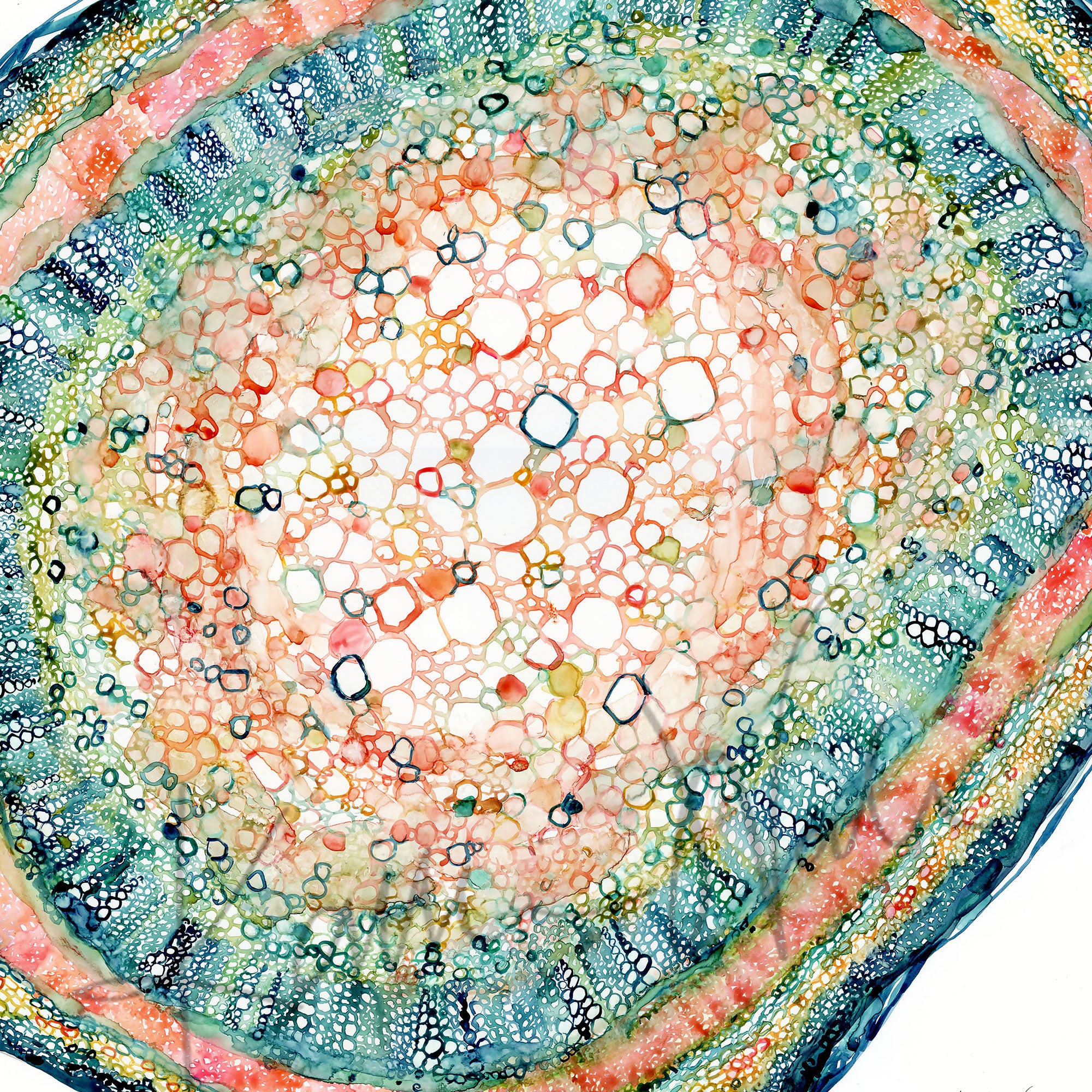 Zoomed in view of a watercolor painting of the histology of a plant leaf stem.