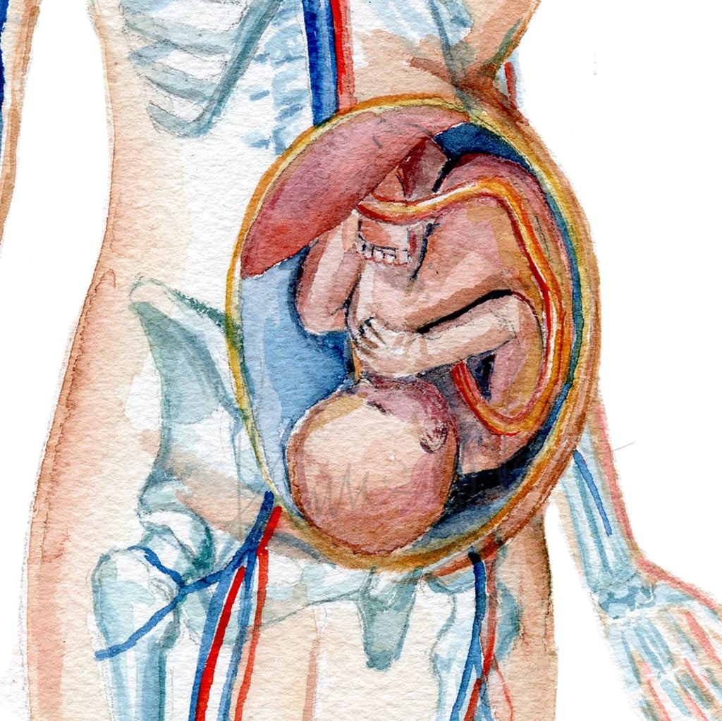 Pregnant Female Watercolor Print
