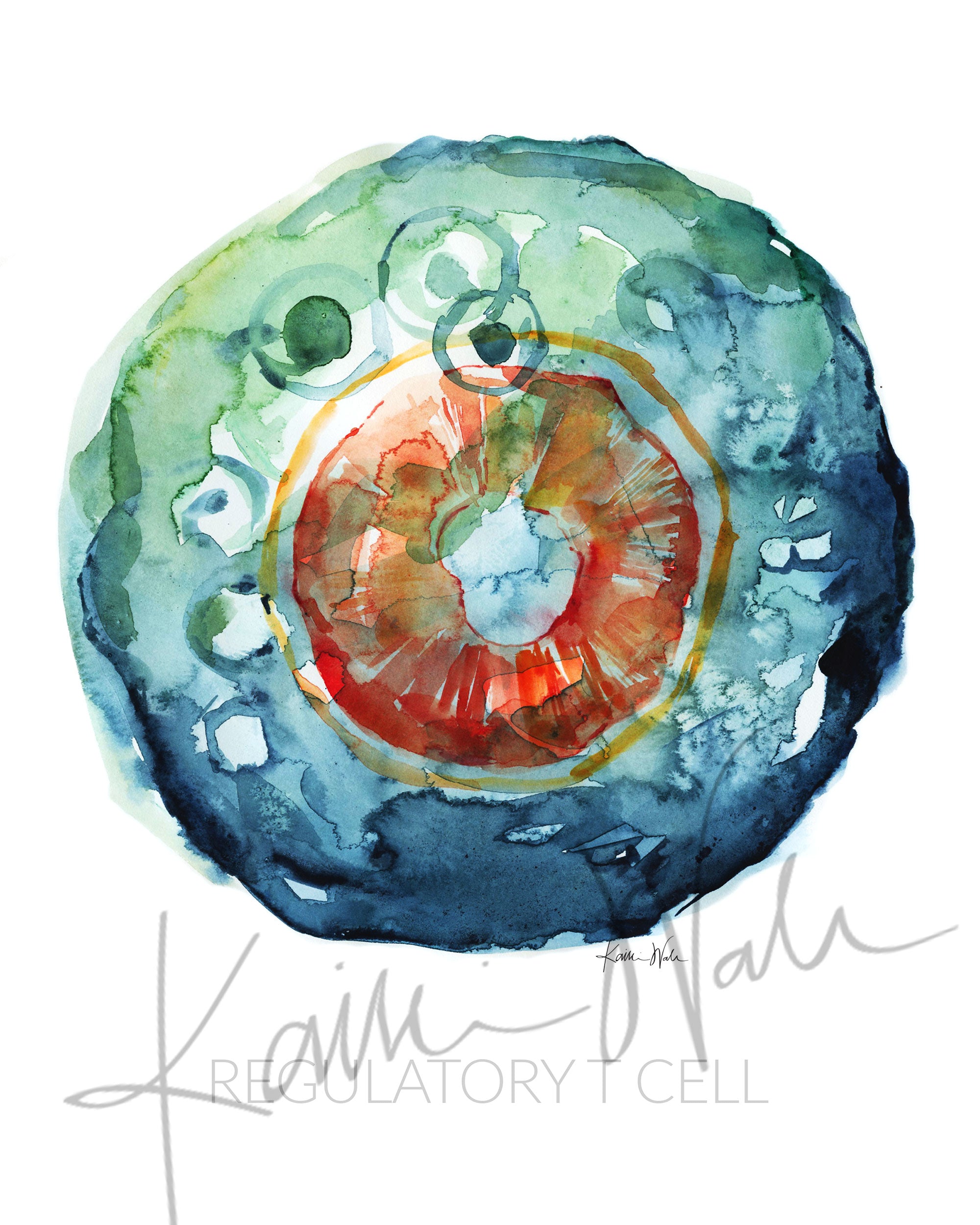 Unframed watercolor painting of a regulatory T cell.