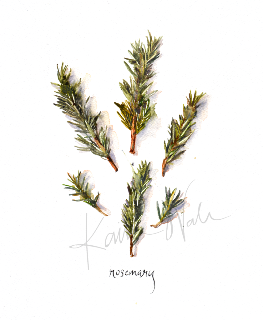 Rosemary Print Watercolor