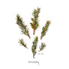 Watercolor Botanicals | teens & adults
