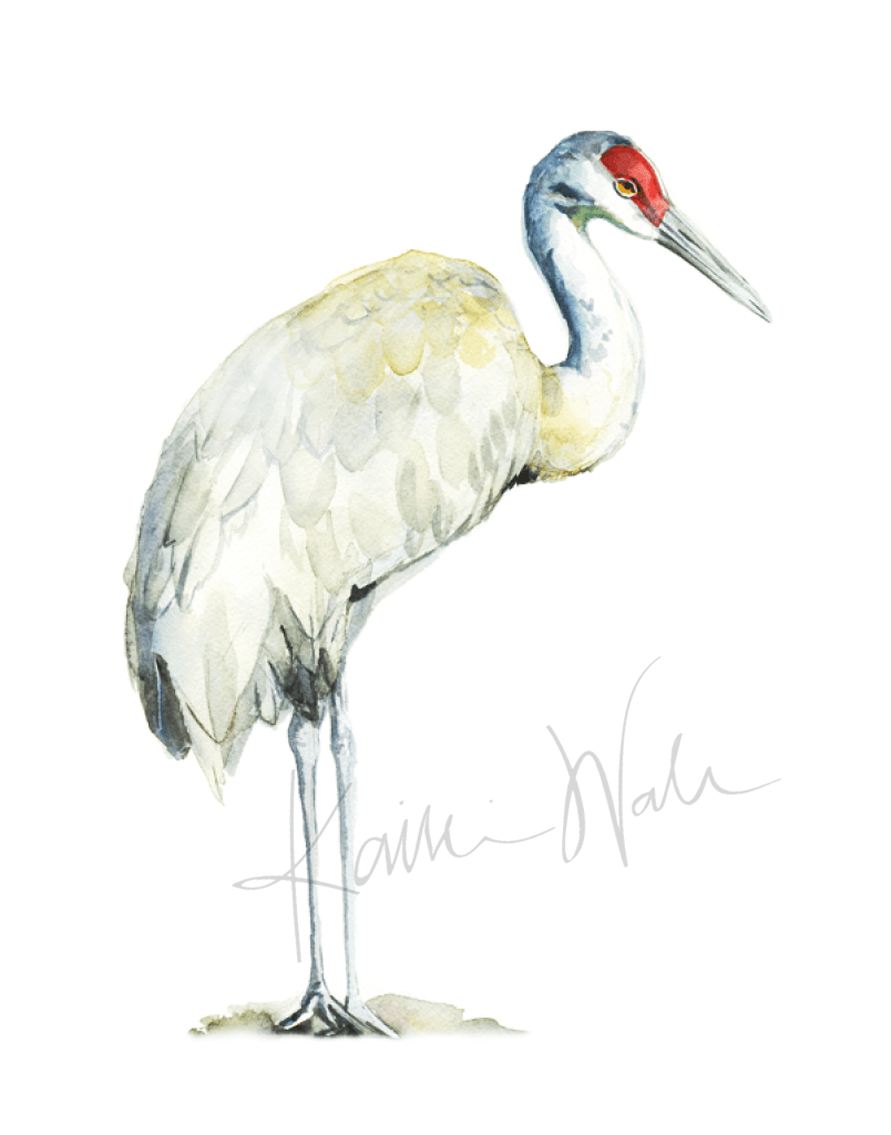 Sandhill Crane Print Watercolor