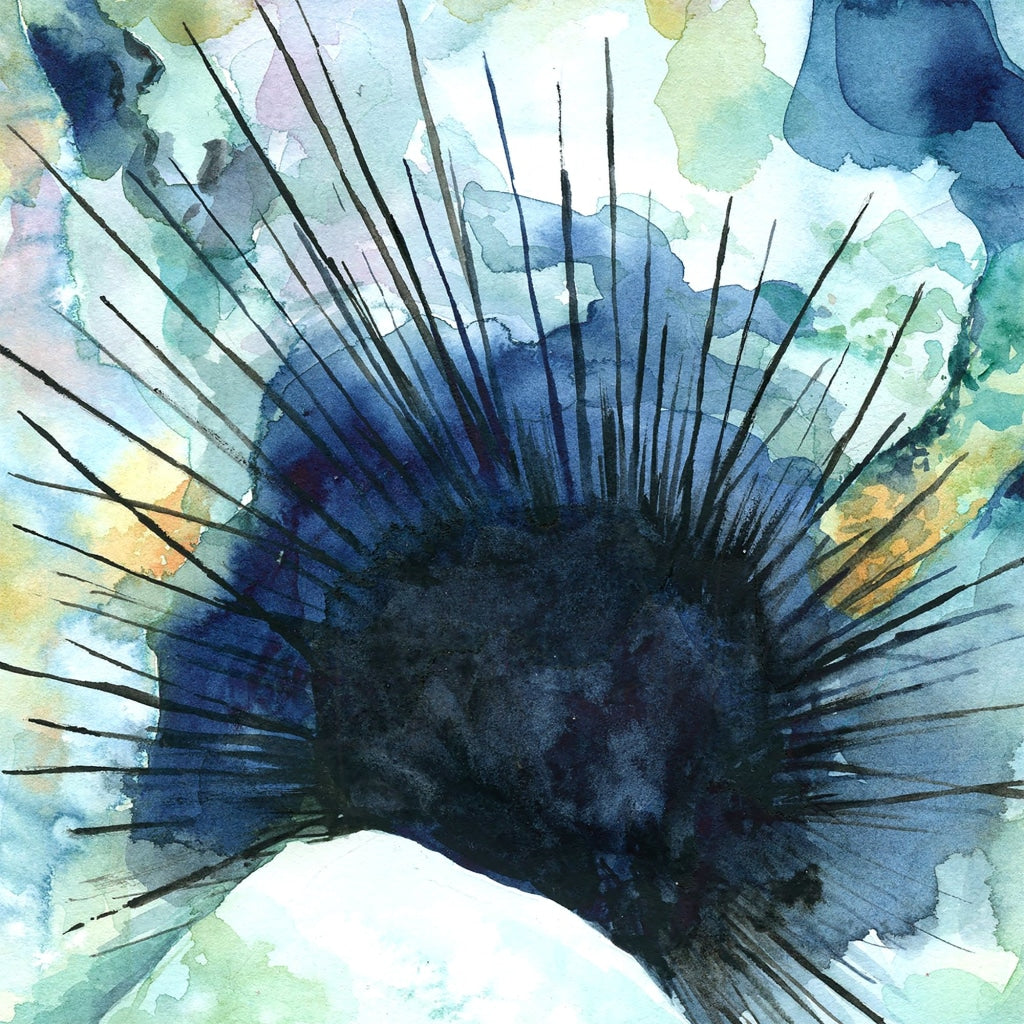 Sea Urchin Watercolor Print