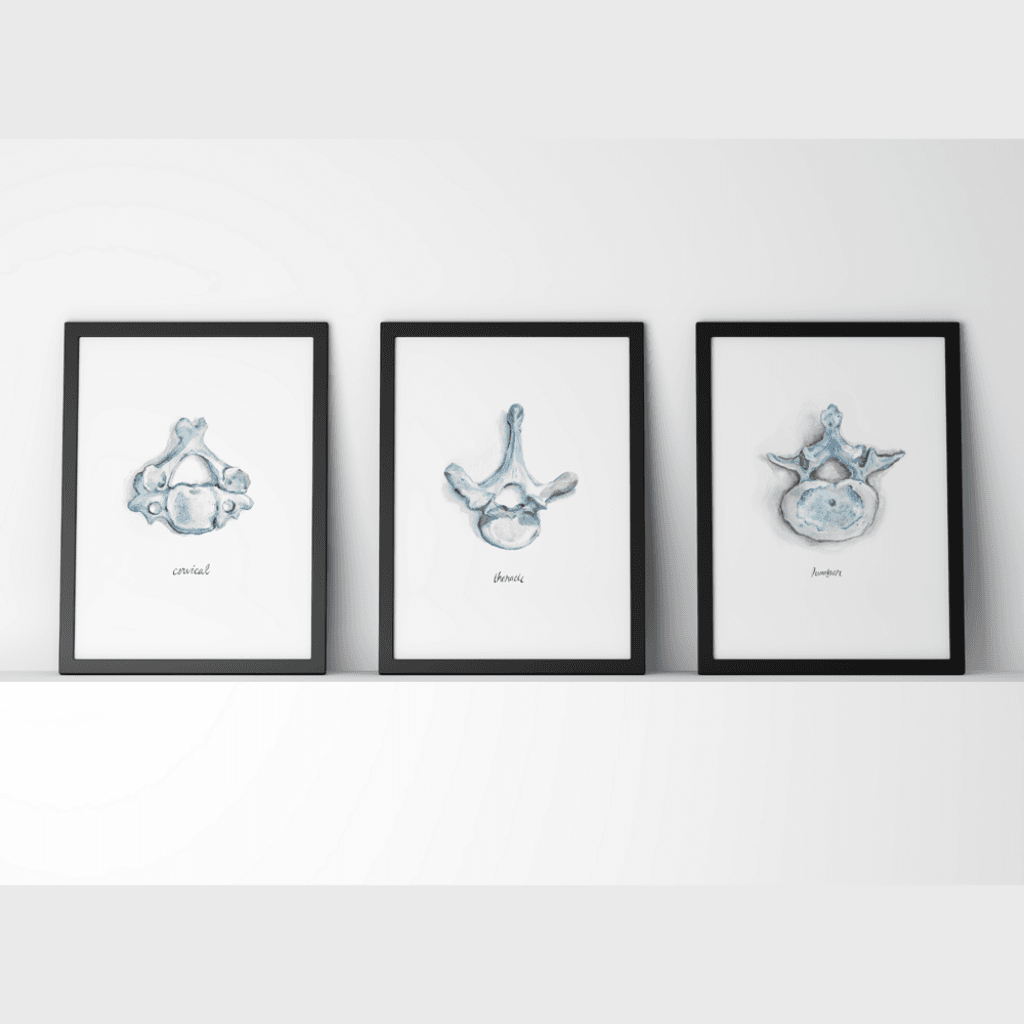 Vertebrae Print Set Watercolor