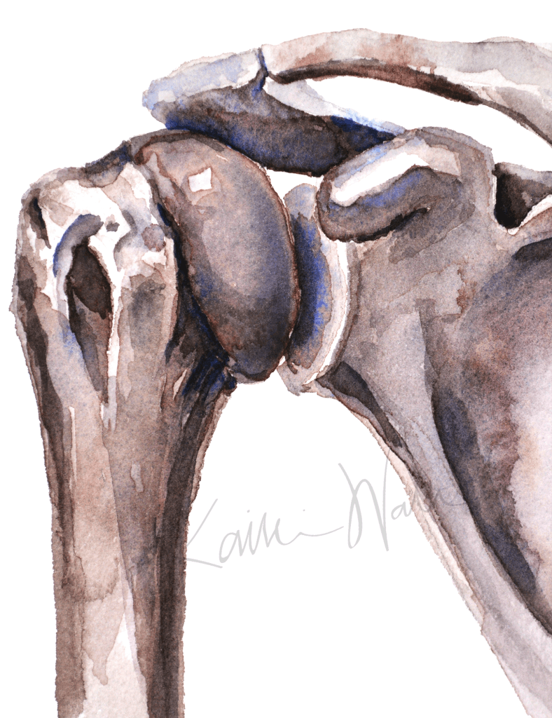 Shoulder Joint Anatomy Print Watercolor