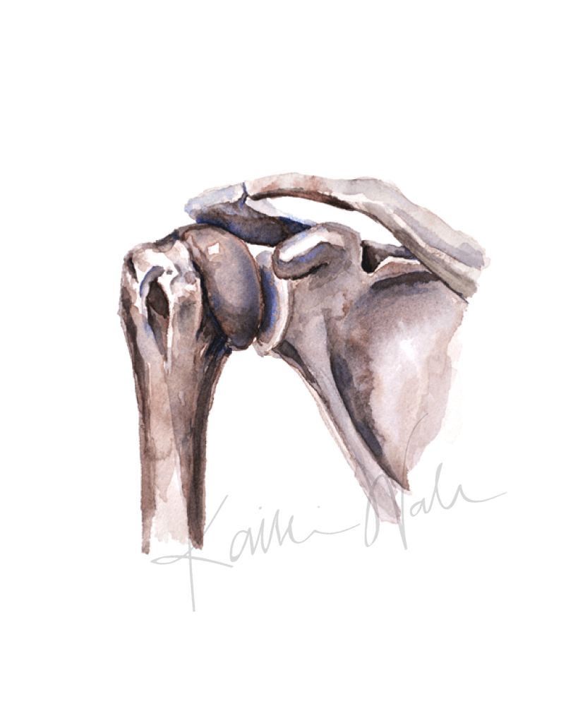 Shoulder Joint Anatomy Print Watercolor