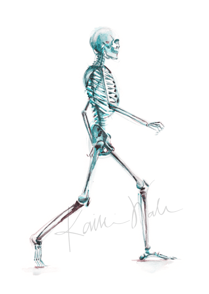 Skeletal System Print Watercolor- Bone art in Blue - Full Body Anatomy Art- Gift for Doctor- Orthopedics- Joints