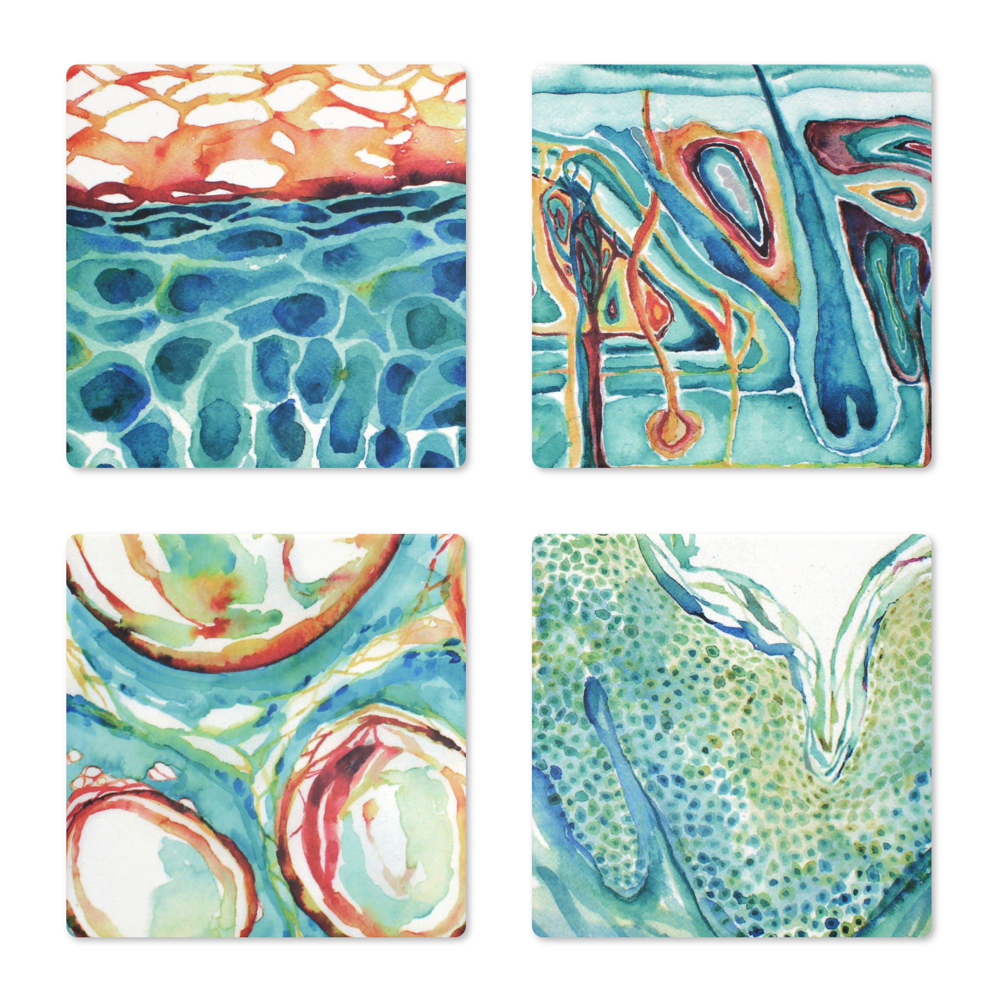 Skin Histology Ceramic Coaster Set of 4