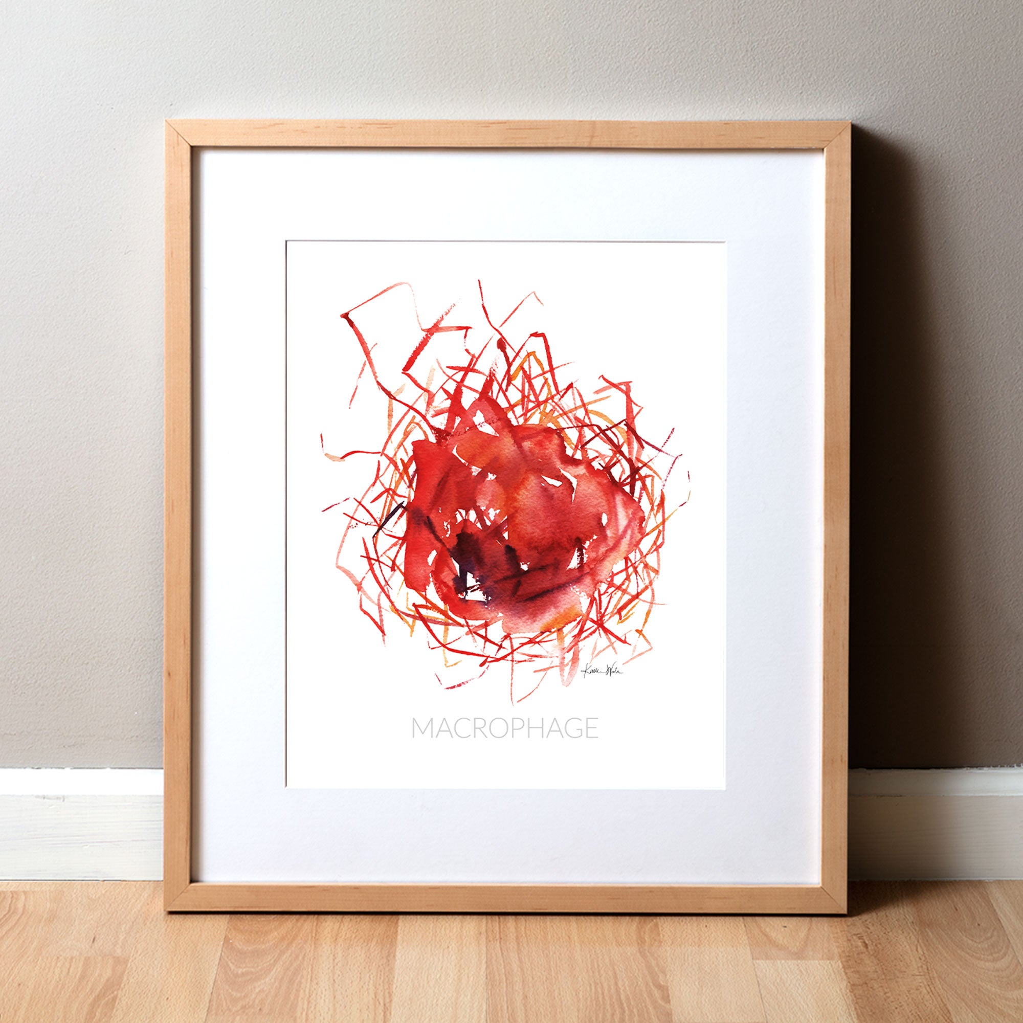 Framed watercolor painting of a macrophage cell.