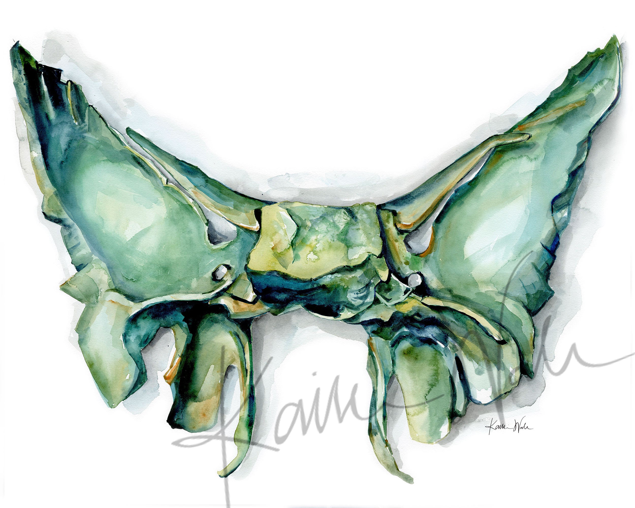 Unframed watercolor painting of the sphenoid bone.