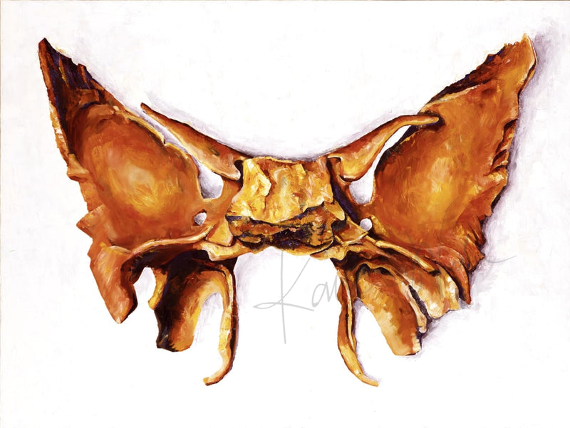 Sphenoid Canvas Print