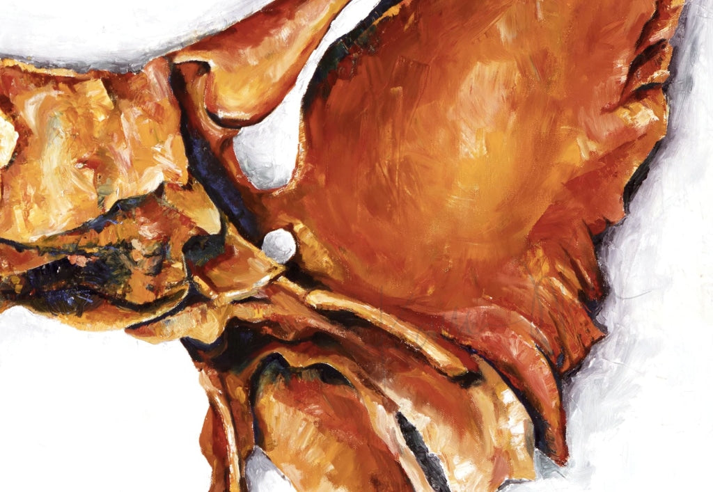 Sphenoid Canvas Print