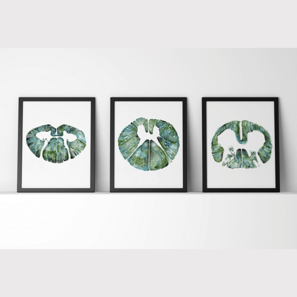 Doctor office anatomy art of Spinal Cord Print Set Of 3 Watercolor