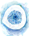 Spongy Bone Watercolor Print