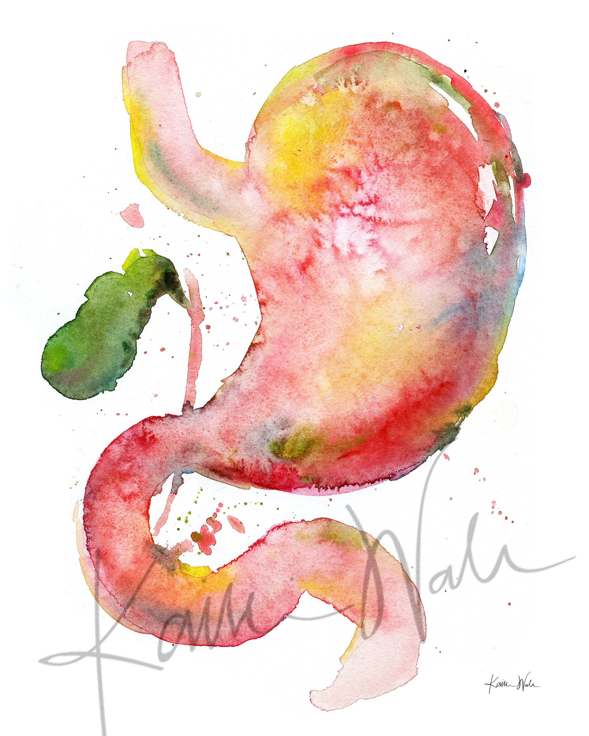 Unframed watercolor painting of a stomach, duodenum, and gallbladder combination.