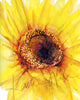 Unframed watercolor painting of a sunflower in solidarity with Ukraine. 