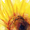 Unframed watercolor painting of a sunflower in solidarity with Ukraine. The image is zoomed in on the yellow and orange details of the Sunflower seeds and petals.