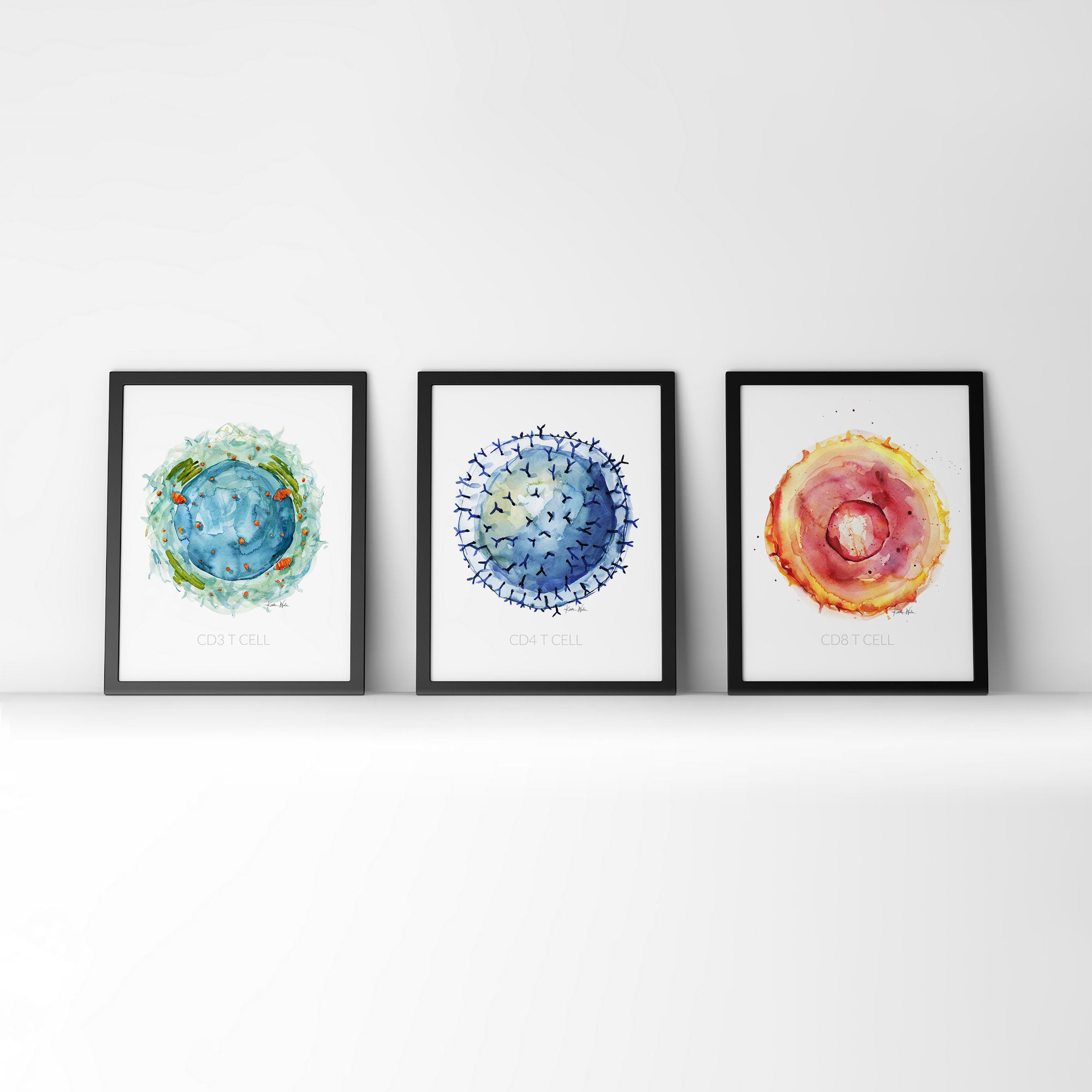 Framed watercolor painting set of t-cells. 