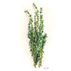 Watercolor Botanicals | teens & adults