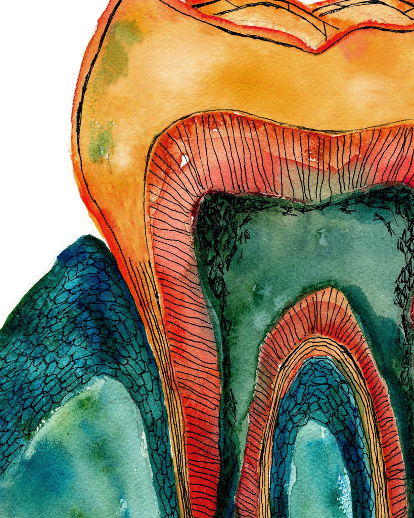 Molar Cross Section Print In Teal Watercolor