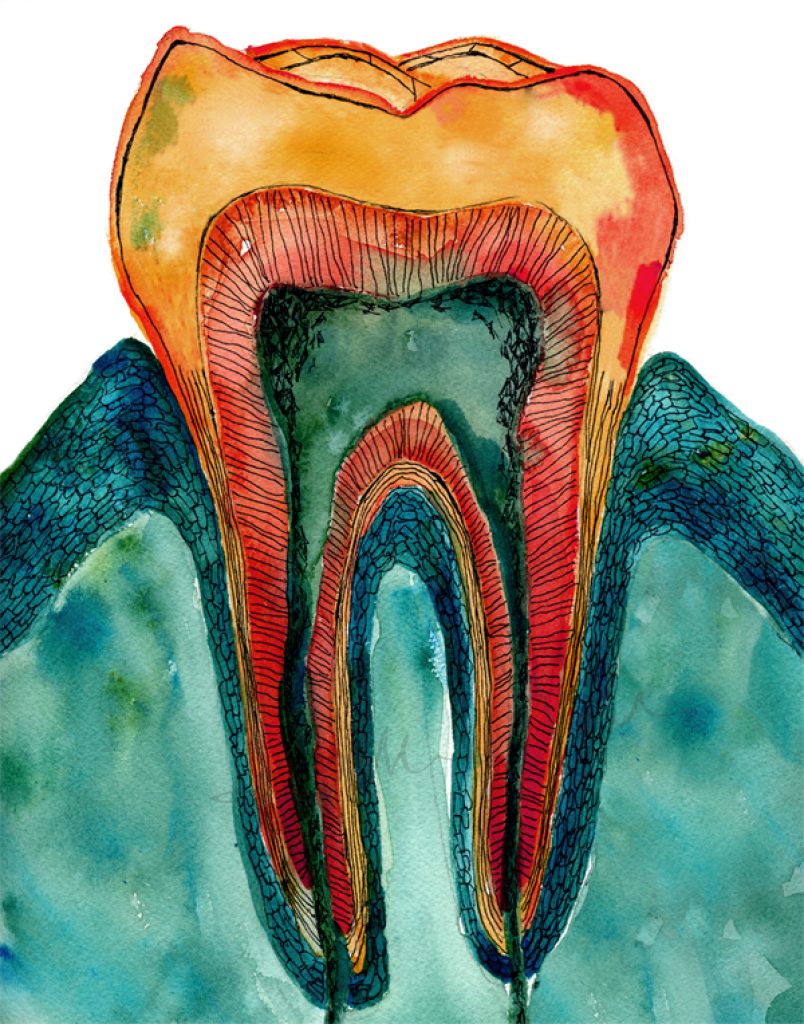 Molar Cross Section Print In Teal Watercolor