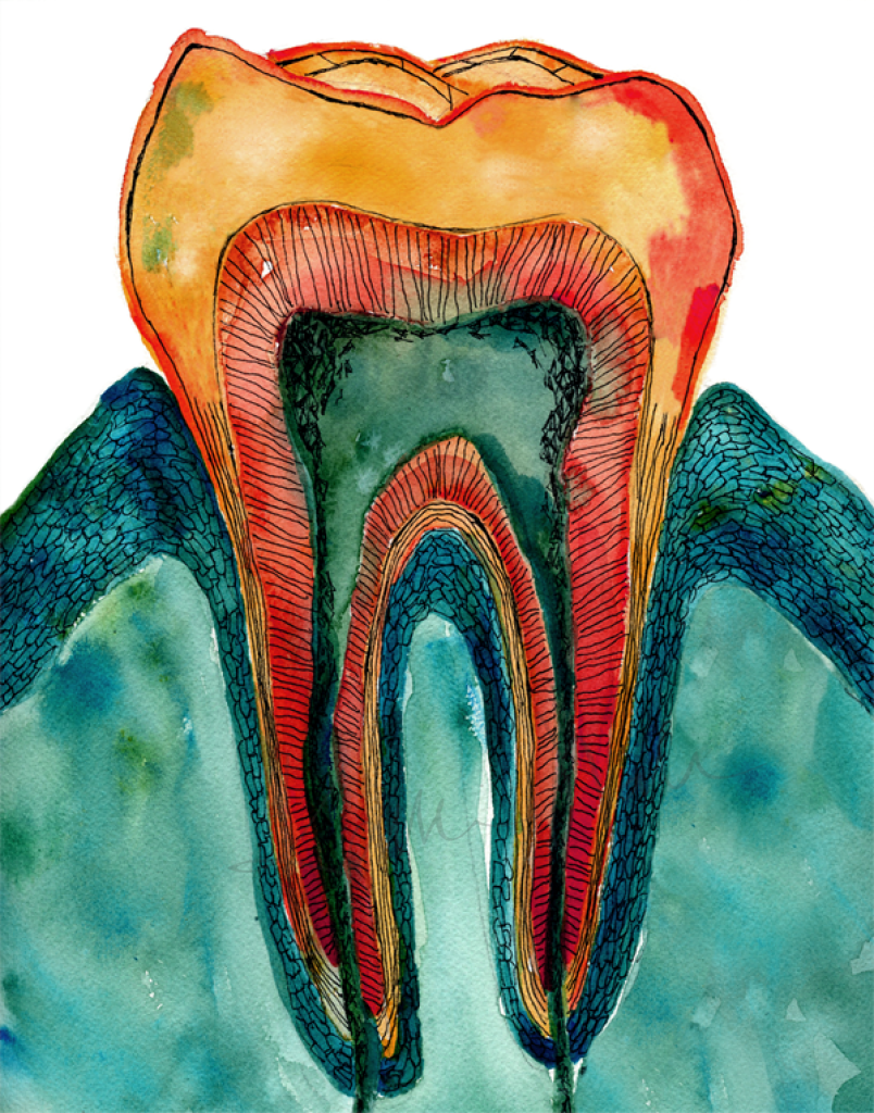 Unframed Molar Cross Section Print In Teal Watercolor- Dental art- Colorful art for office