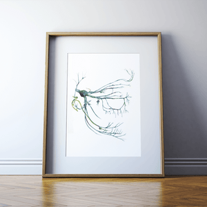 Trigeminal Nerve Print Watercolor