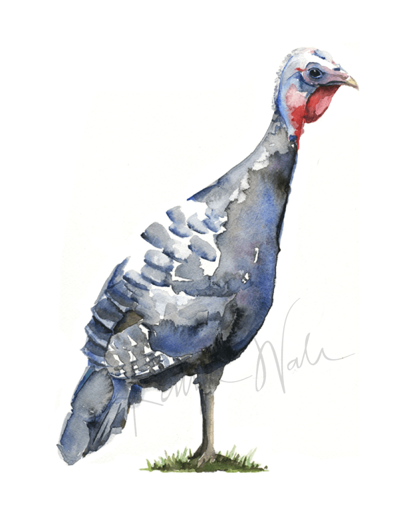 Turkey Print Watercolor