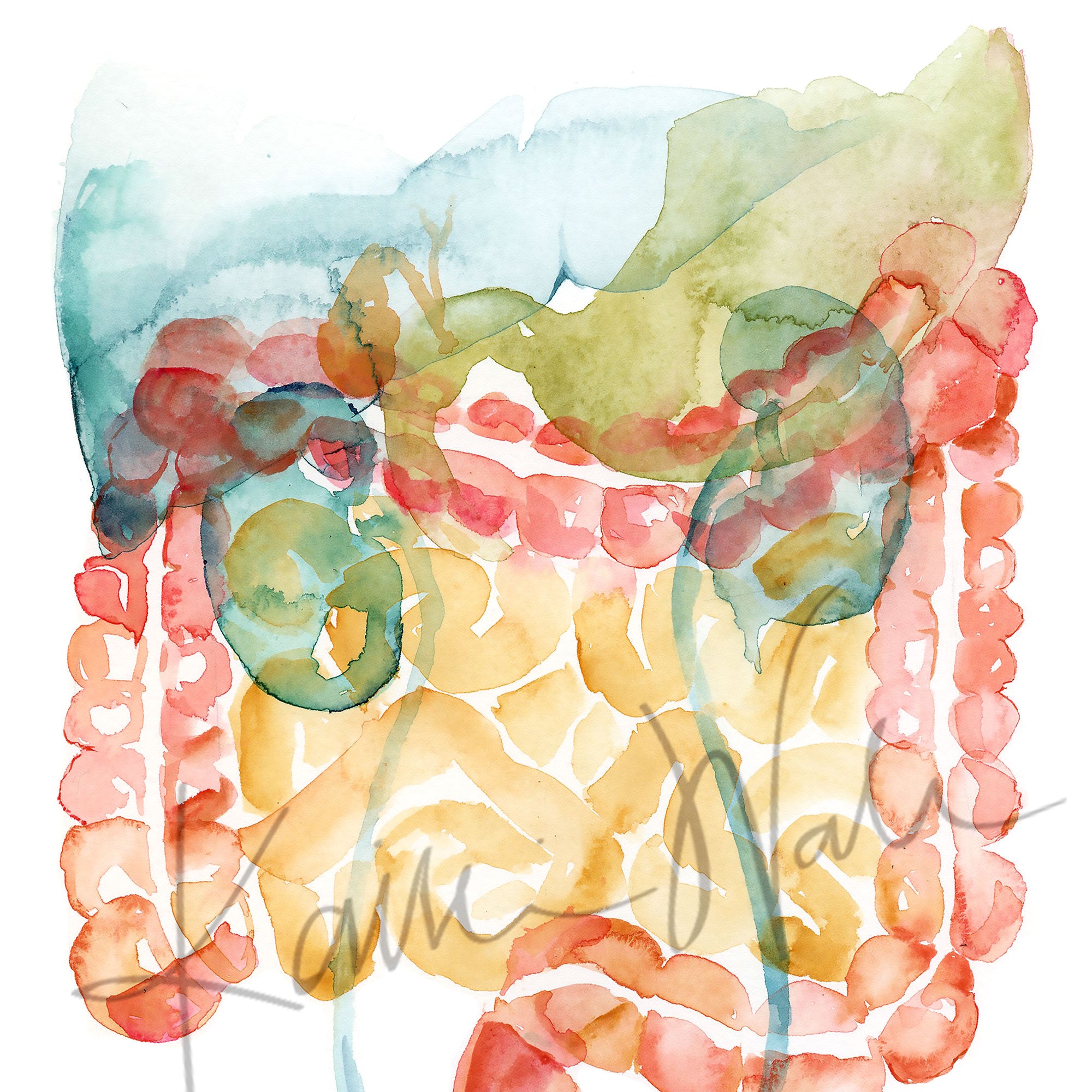 Zoomed in view of a watercolor painting of the gastrointestinal and urinary system.
