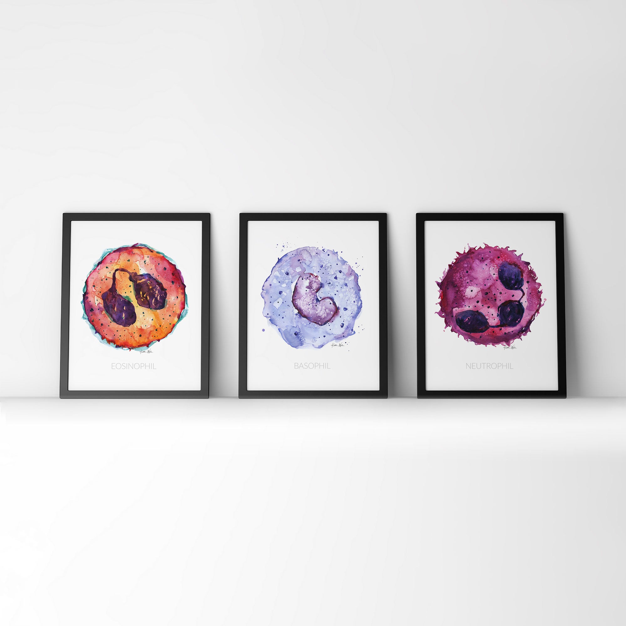 Framed watercolor painting set of different white blood cells.