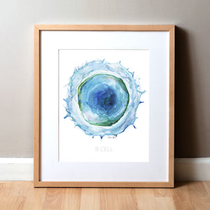 Framed watercolor painting of a B cell.