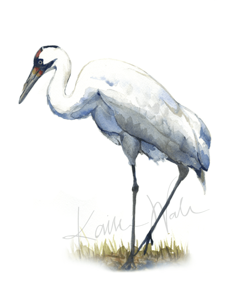 Whooping Crane Print Watercolor