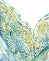 Skin Histology Watercolor Print Set