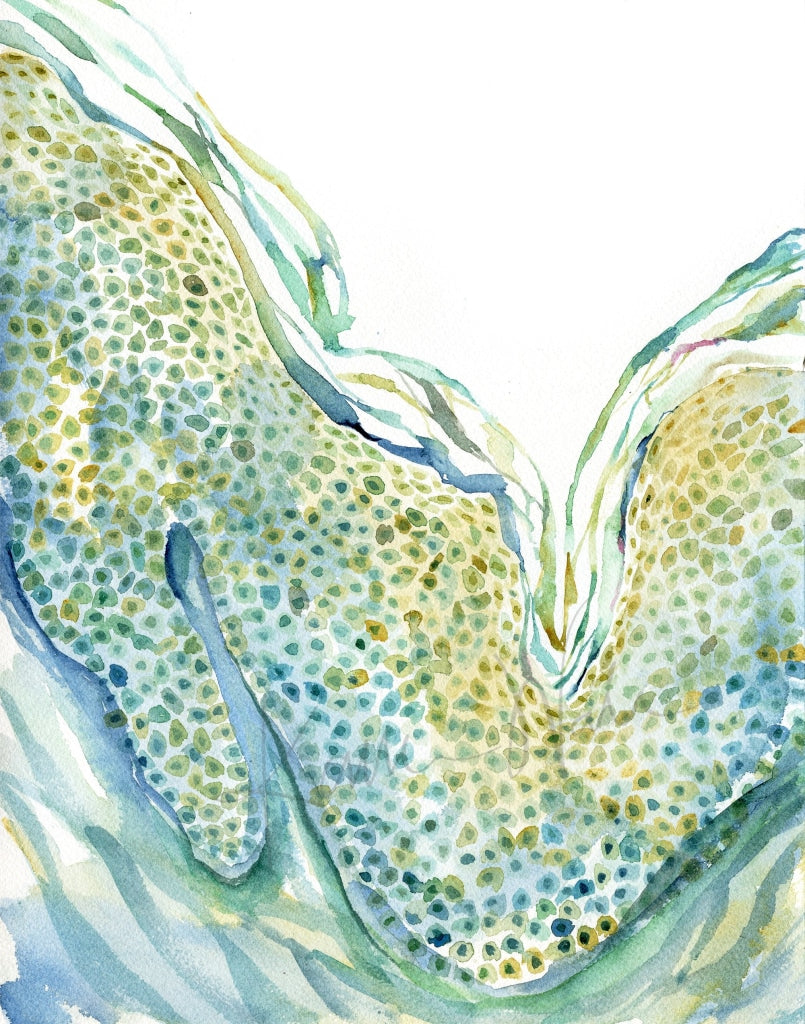 Aging Skin Watercolor Print